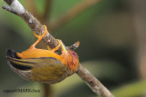 Rufous Piculet (Sasia abnormis)