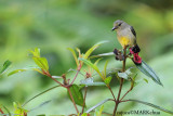 Orange-bellied Flowerpecker ( Dicaeum trigonostigma ) : Female