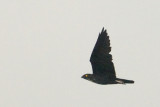 Bat Hawk (Macheiramphus alcinus) - VR/NBV - PU