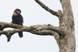 Dusky Broadbill ( Corydon sumatranus )