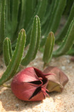 Cactus6