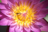 Pink lotus1