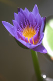 Purple lotus2