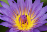 Purple lotus4