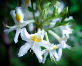 White Azalea