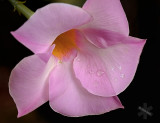 Pink Mandevilla