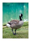 Canada Goose, Lac Beauvert, Jasper