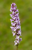 Fragrant Orchid / Grote muggenorchis