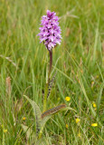 Spotted Orchid / gevlekte orchis