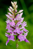Spotted Orchid / gevlekte orchis