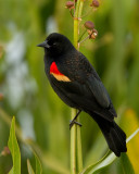 Red-winged Blackbird / Epauletspreeuw