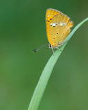 Scarce copper / Morgenrood