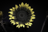 UV Sunflowers