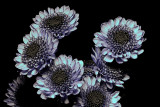 Resize of _DSC8511.jpg