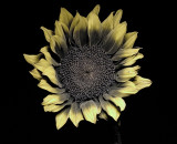 Resize of _DSC8696.jpg