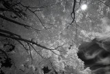 Resize of _DSC5294.jpg