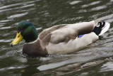 Mallard