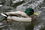 Mallard