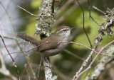 Bewicks Wren