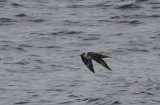 Parasitic Jaeger