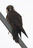 Peregrine Falcon