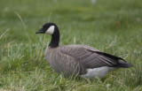 Cackling Goose