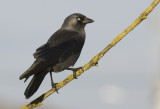 Eurasian Jackdaw
