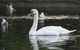 Mute Swan