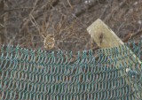 European Stonechat