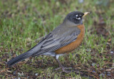 American Robin