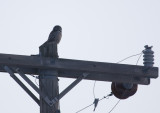 Northern Hawk Owl