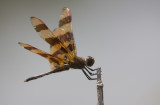 Halloween Pennant