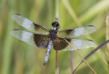 Widow Skimmer