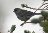 Gray-headed Junco