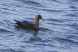 Flesh-footed Shearwater