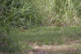 Clay-colored Thrush and Curve-billed Thrasher