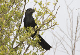 Groove-billed Ani