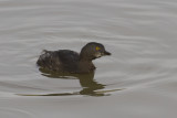 Least Grebe