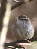 Bewicks Wren