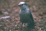 Gray Jay