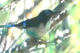 Island Scrub Jay