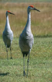 Sandhill Crane