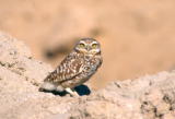 Burrowing Owl