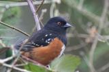 Spotted Towhee