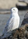 Snowy Owl