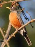 American Robin