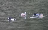 Tufted Duck