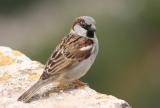 House Sparrow