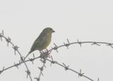 Greenfinch