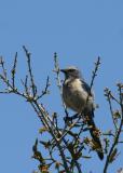 Florida Scrub Jay